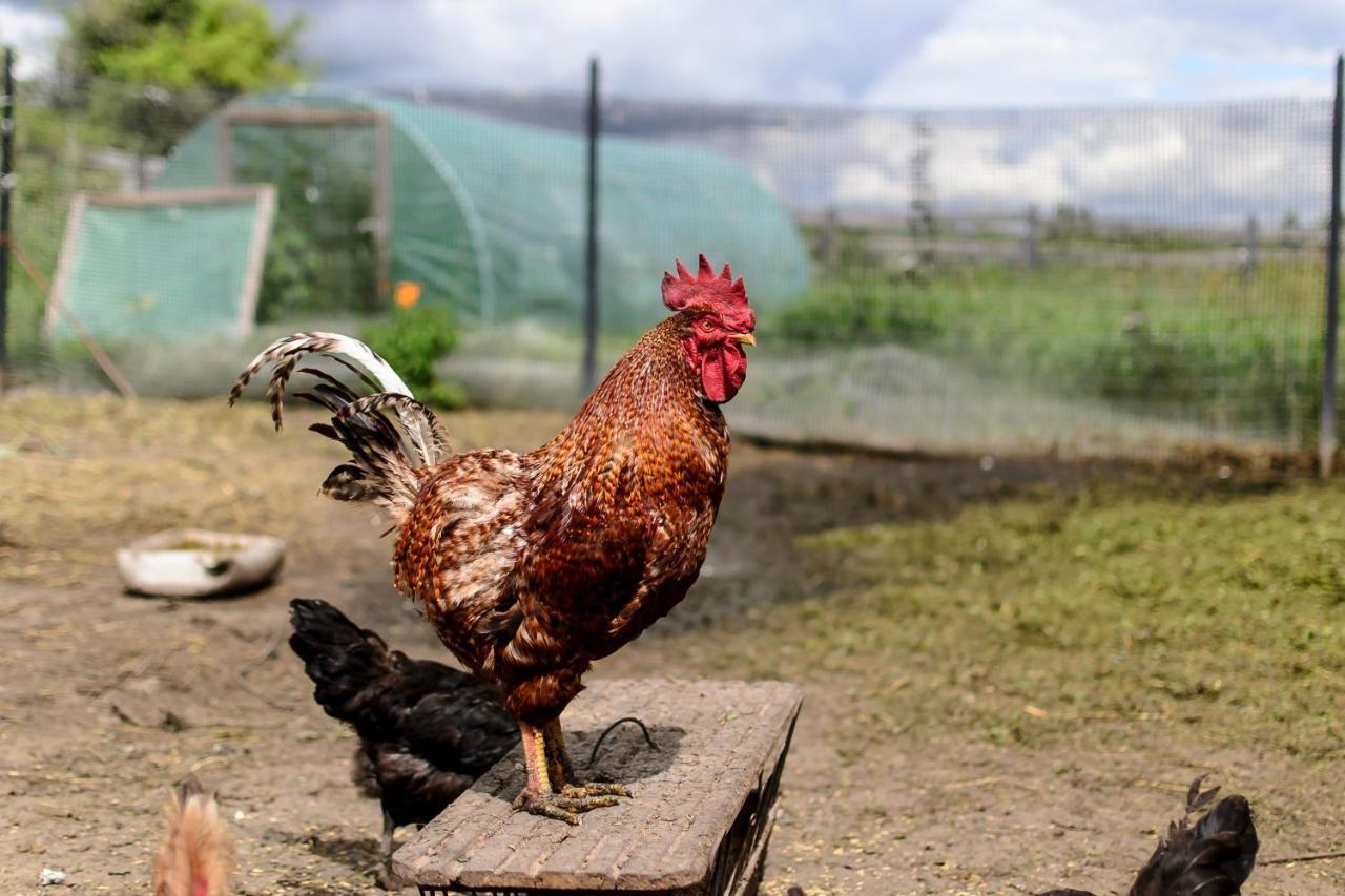 Zakatek Szczescia Eko Agroturystyka Kiwity Esterno foto