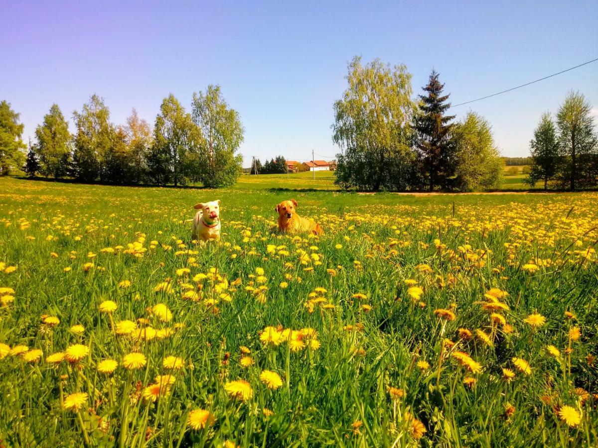 Zakatek Szczescia Eko Agroturystyka Kiwity Esterno foto
